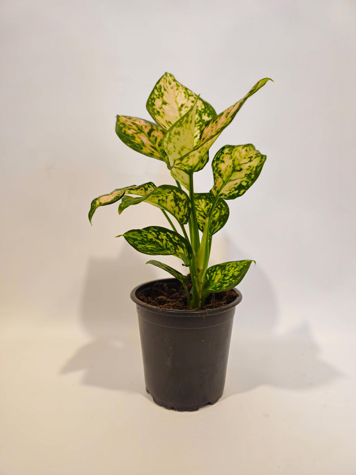 Aglaonema Eileen Indoor Plant
