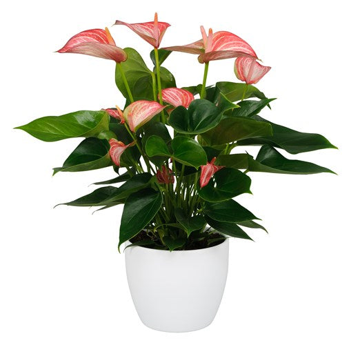 Anthurium Livium Indoor Plant