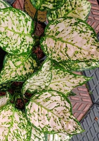Aglaonema Eileen Indoor Plant