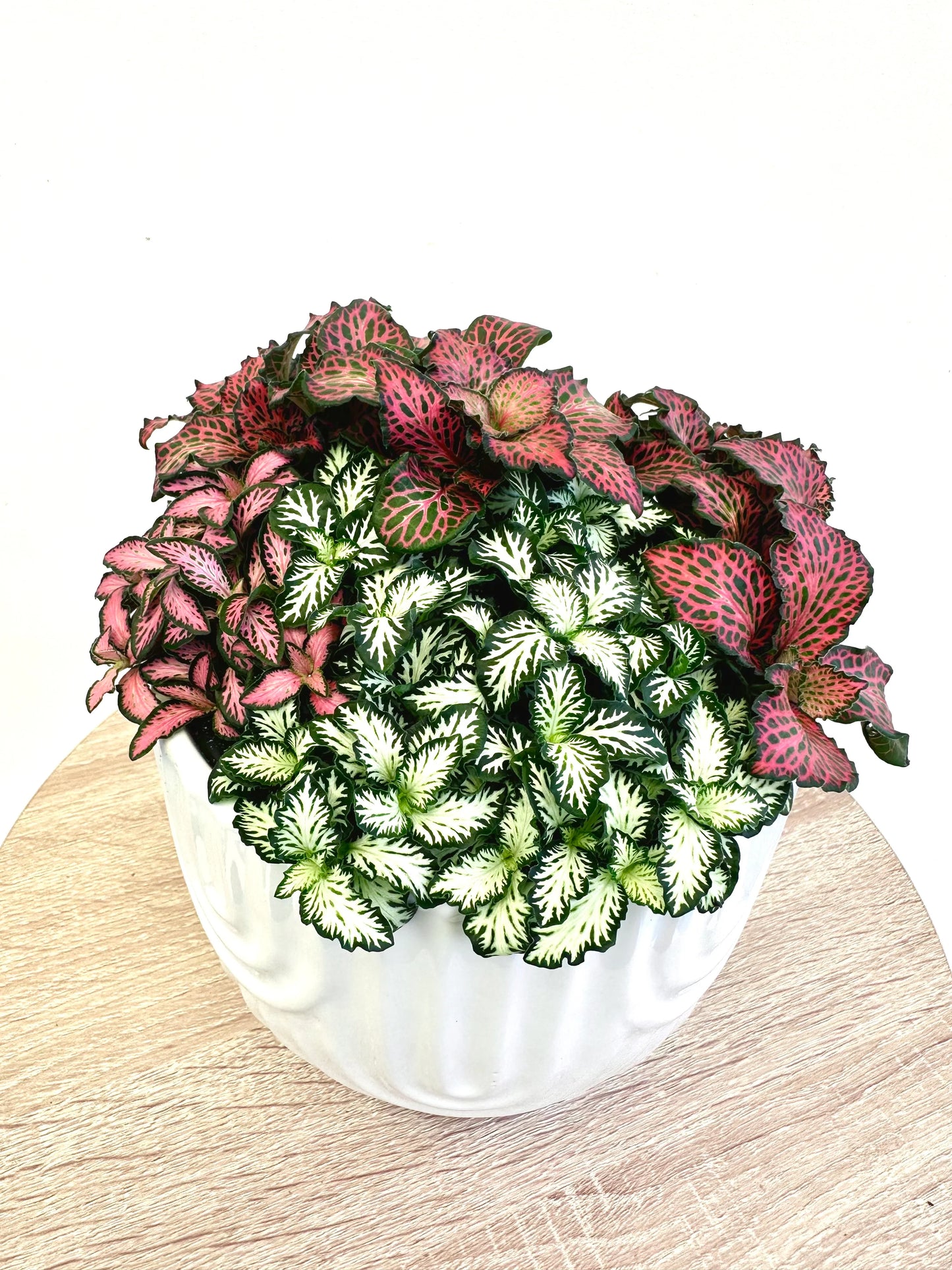 Assorted Fittonia In 14cm Ceramic Pot