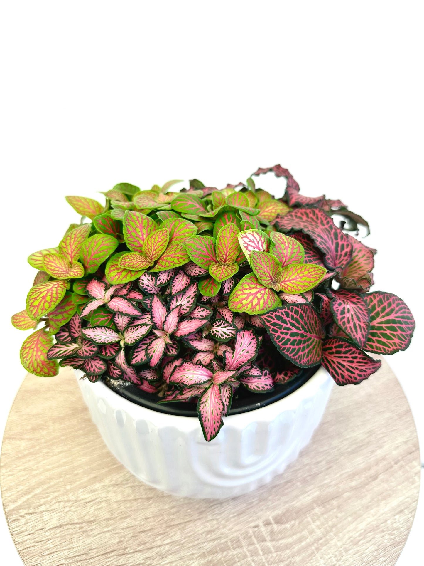 Assorted Fittonia In 14cm Ceramic Pot