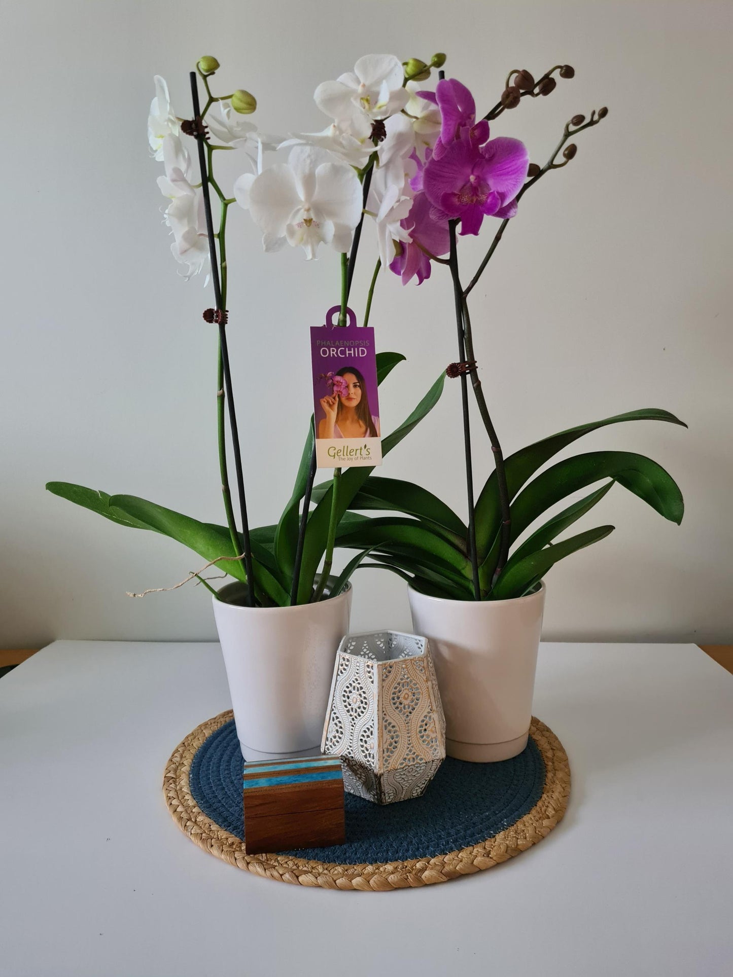 Phalaenopsis Manta Orchids
