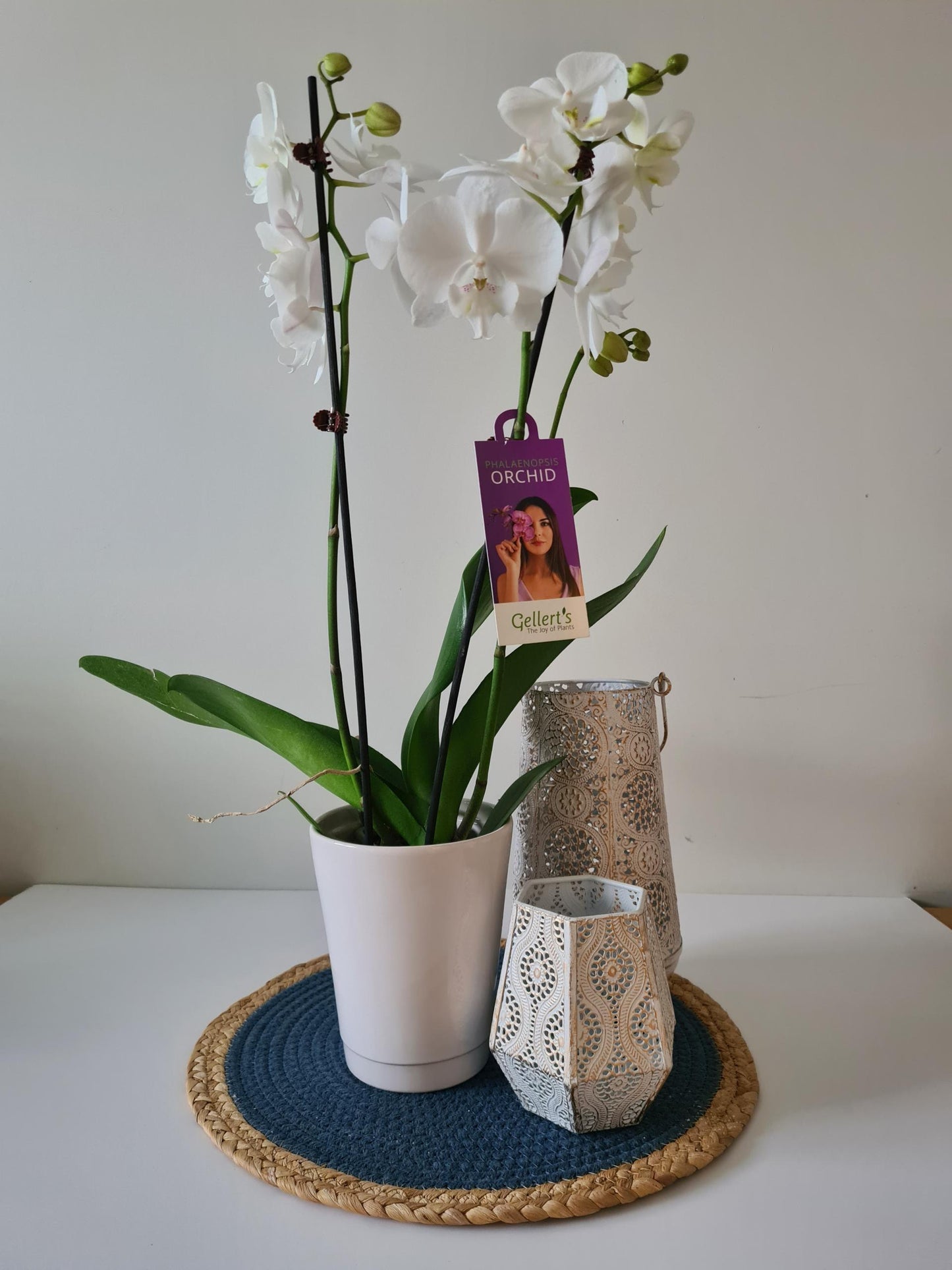 Phalaenopsis Manta Orchids