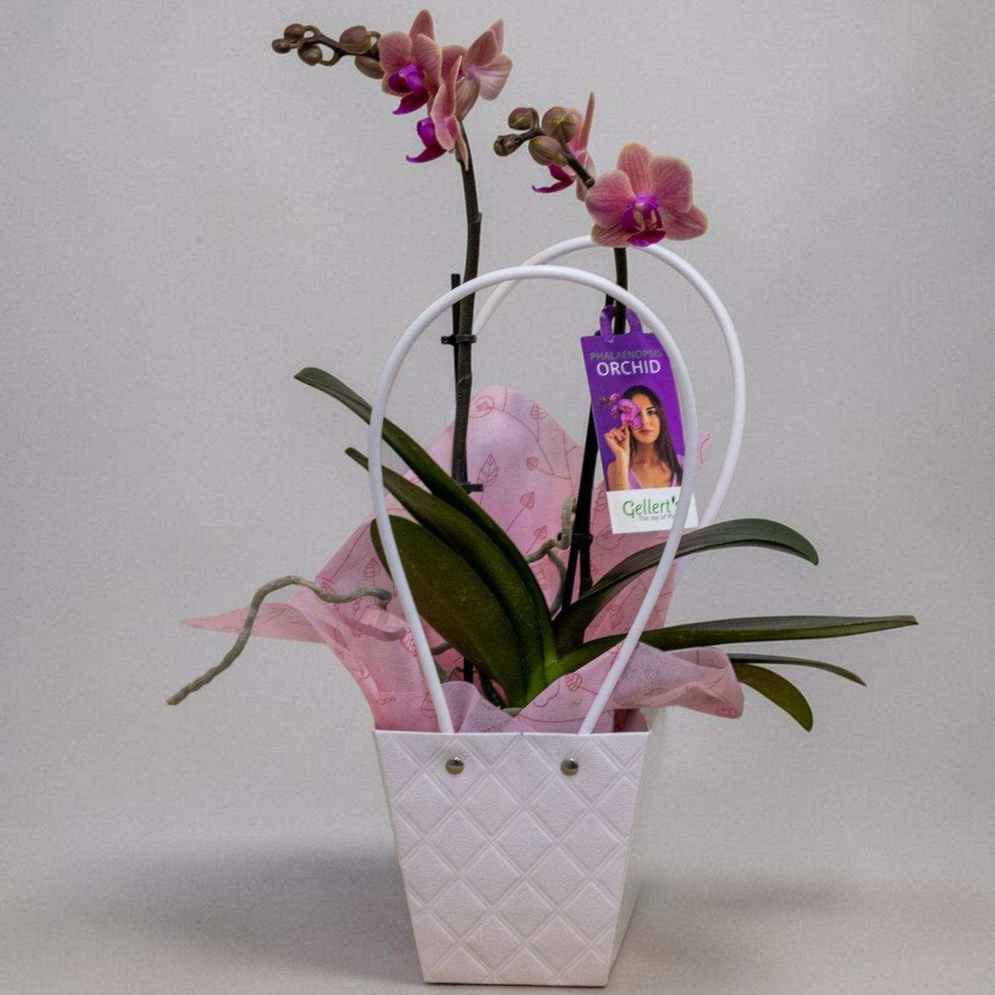 Mini Orchid in Quilted Bag
